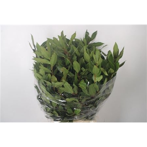 Laurier Per Bunch 400 Gram