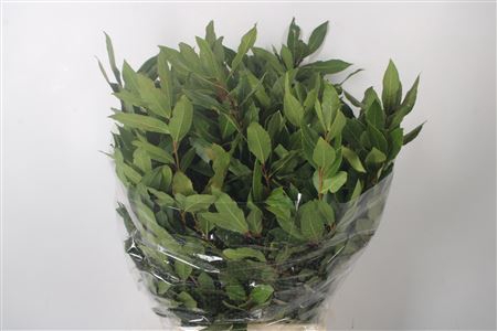 <h4>Laurier Per Bunch 400 Gram</h4>