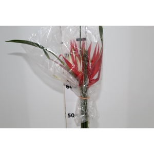 HELICONIA LARANJA