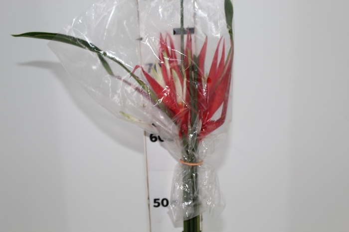 HELICONIA LARANJA