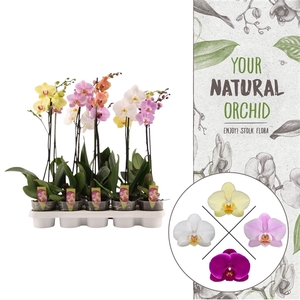 Your Natural Orchid | A2 mix | Phalaenopsis 1 spike