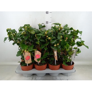 Camellia   ...mix 3