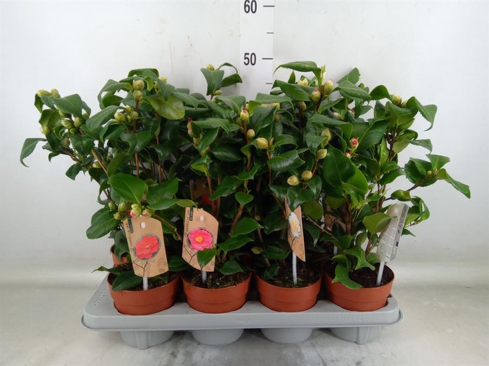 <h4>Camellia   ...mix 3</h4>