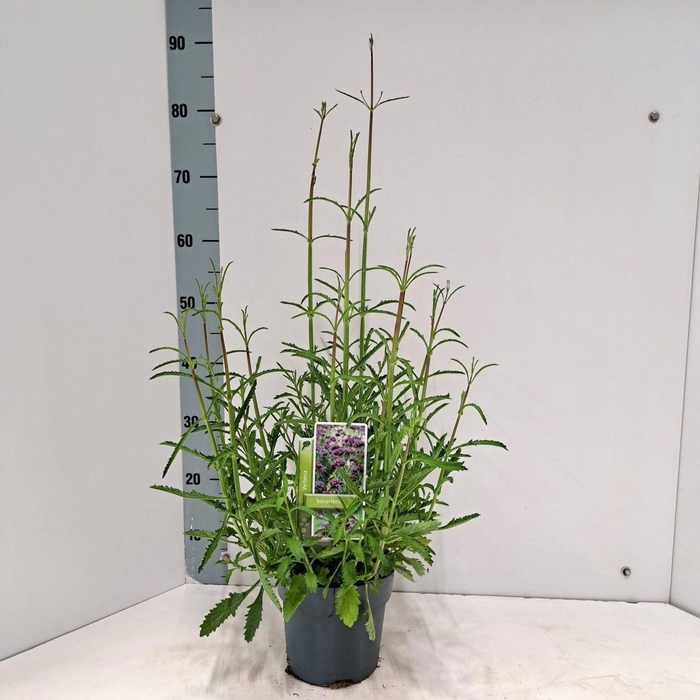 Verbena bonariensis