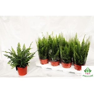 Nephrolepis exa. Green Lady 12Ø 35cm