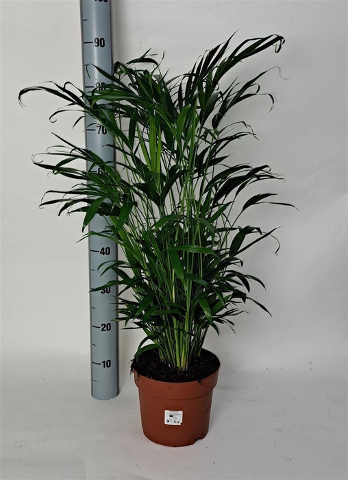 arr8 Chamaed Cataractarum