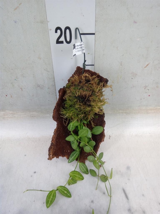 <h4>Planten   ... L%</h4>