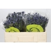 Eryngium Magical Blue Lagoon