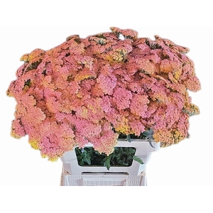 Achil Klb Pink