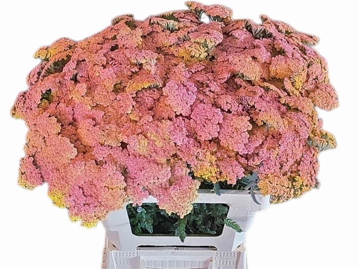 Achil Klb Pink