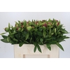 Paeonia Red Charm