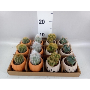Cactus ...mix