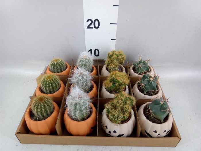 <h4>Cactus   ...mix</h4>