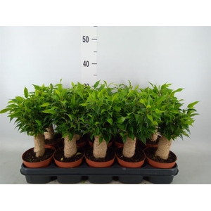 Ficus benja. 'Natasja'