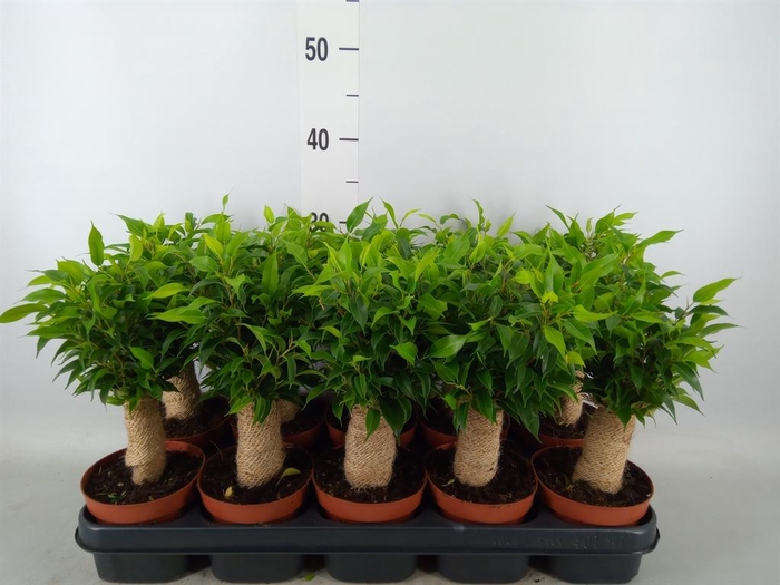 <h4>Ficus benja. 'Natasja'</h4>