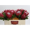 Protea Cynaroides Madiba