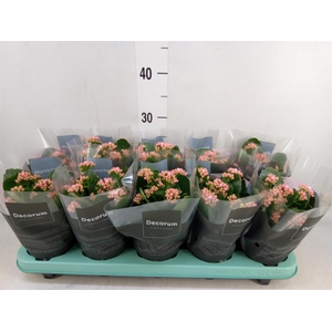 Kalanchoe blos. 'Serenity Softpink'