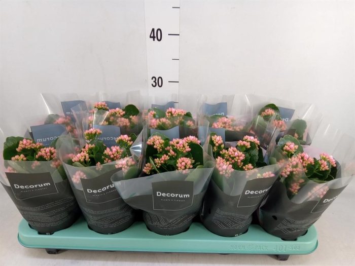 <h4>Kalanchoe blos. 'Serenity Softpink'</h4>