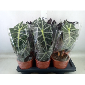 Alocasia amazonica 'Polly'