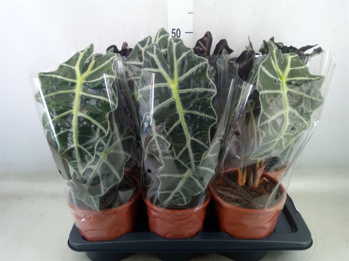 <h4>Alocasia amazonica 'Polly'</h4>