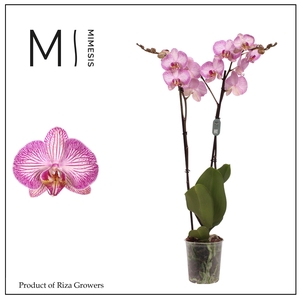 Phalaenopsis Krakow 2 spike – 12cm | Mimesis