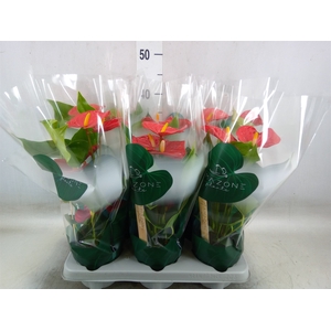 Anthurium andr. 'Aristo'