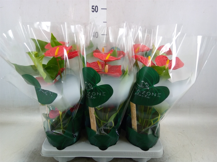 <h4>Anthurium andr. 'Aristo'</h4>