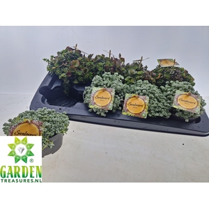 SEDUM GEM