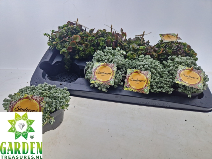 <h4>SEDUM GEM</h4>