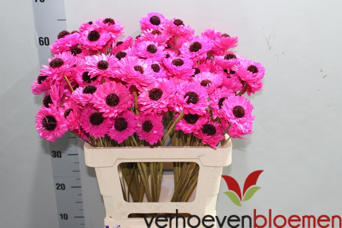 <h4>KUNSTBLOEM H%</h4>