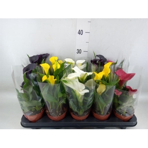 Zantedeschia   ...mix