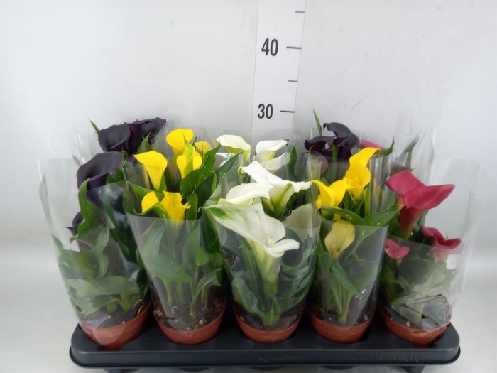 <h4>Zantedeschia ...mix</h4>