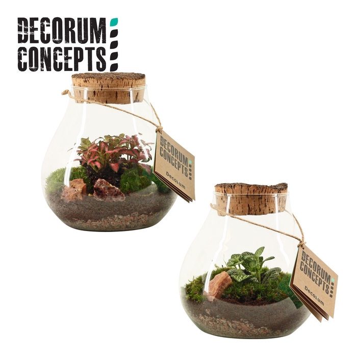 Terrarium Halley (Decorum concepts)