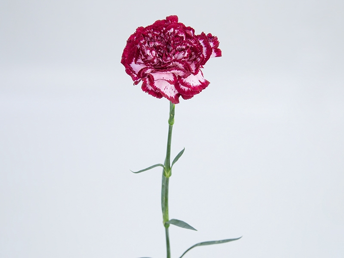 CRAVO BACCARAT 060 CM