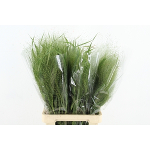 GRAS PANICUM FONTAINEN