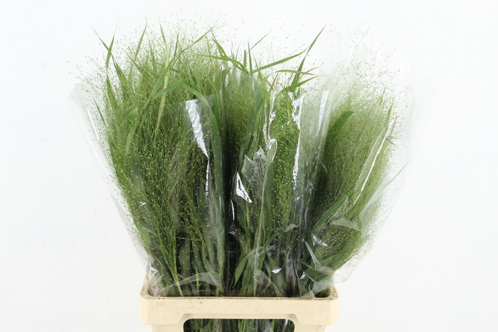 <h4>GRAS PANICUM FONTAINEN</h4>