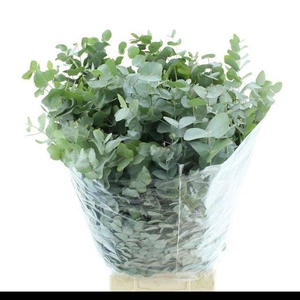 Euc Cinerea Per Bos 300g