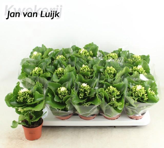 <h4>KAL EN SIBIL</h4>