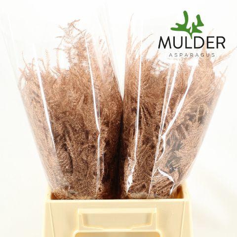 <h4>Asp KLB H% 1e Veren Copper</h4>