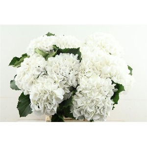 Hydr M Schneeball 60-17