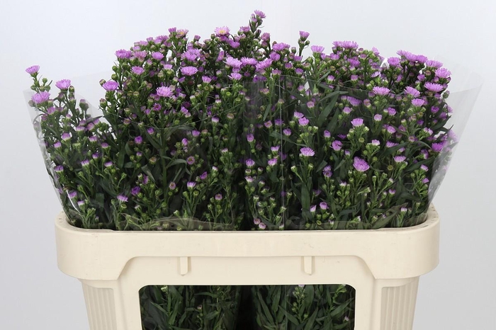 <h4>Aster Painted Lady</h4>