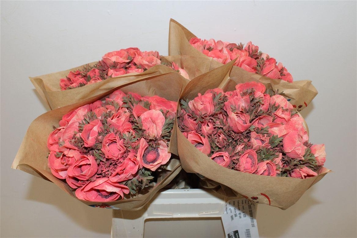 <h4>Anem Marianne Powder Coral</h4>