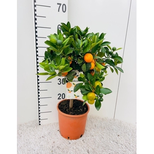 Citrus Calamondin on stem