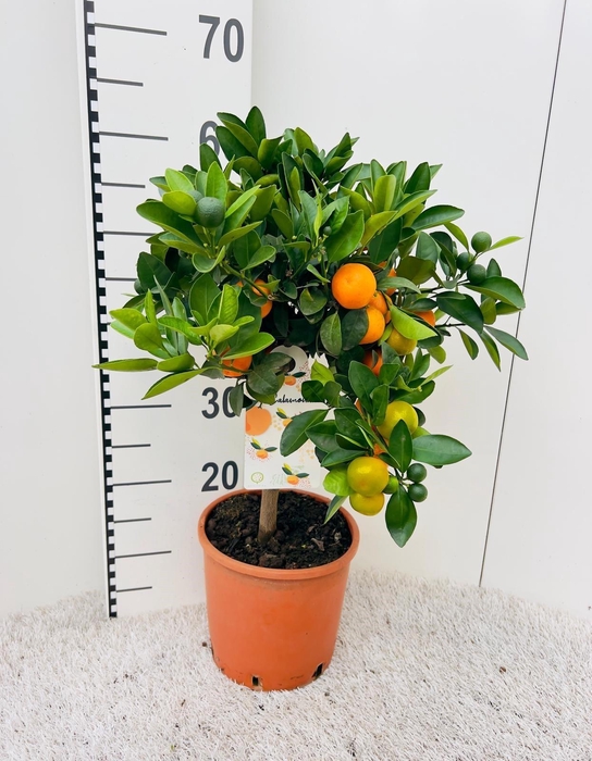 <h4>Citrus Calamondin on stem</h4>