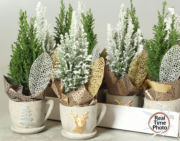 <h4>CHAM L ELLWOODII</h4>