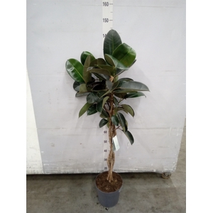 Ficus elastica 'Burgundy'