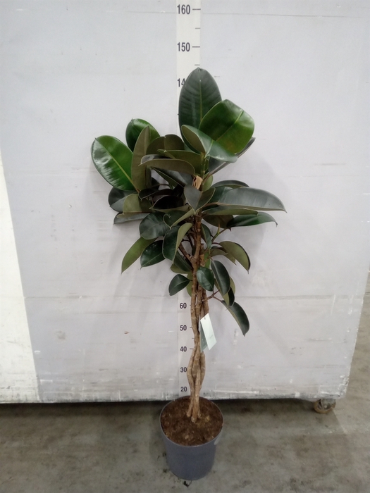 <h4>Ficus elastica 'Burgundy'</h4>