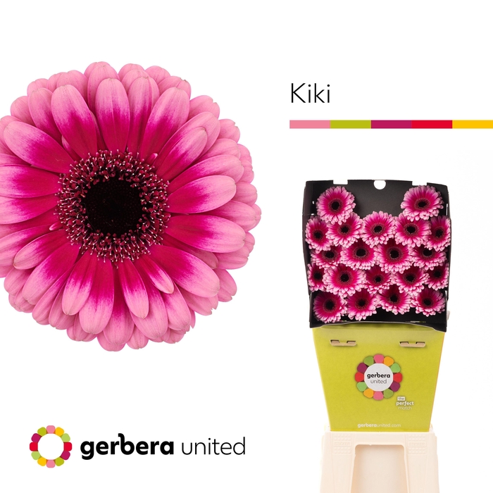 <h4>Germini Kiki Diamond</h4>