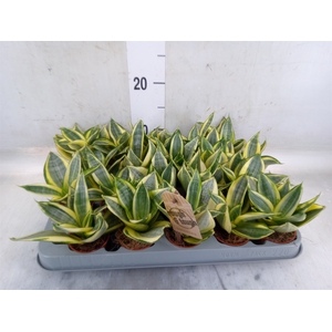 Sansevieria trifa. 'Golden Hahnii'