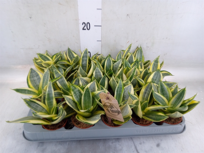 <h4>Sansevieria trifa. 'Golden Hahnii'</h4>